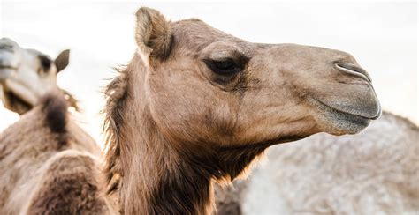 If you happen to be in the uk, wondering where can i find halal meat near me?, then i have good news for you. Camels: The Magnificent Migration - AramcoWorld