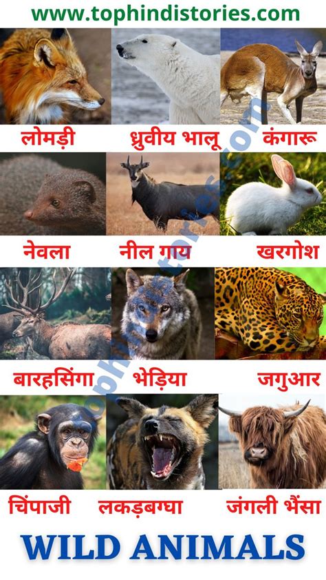 Animals Pictures With Names In Hindi