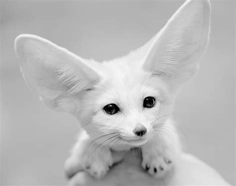 Hd Wallpaper Fennec Fox Fox Grayscale Photography Black And White