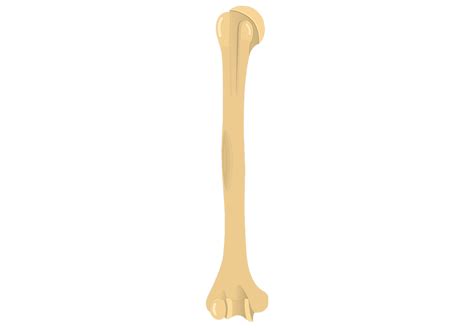 This framework consists of many individual bones and cartilages. Humerus Bone - Anterior Markings