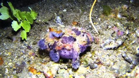 A Frogfish Stalking And Catching Its Prey In Slow Motion Youtube