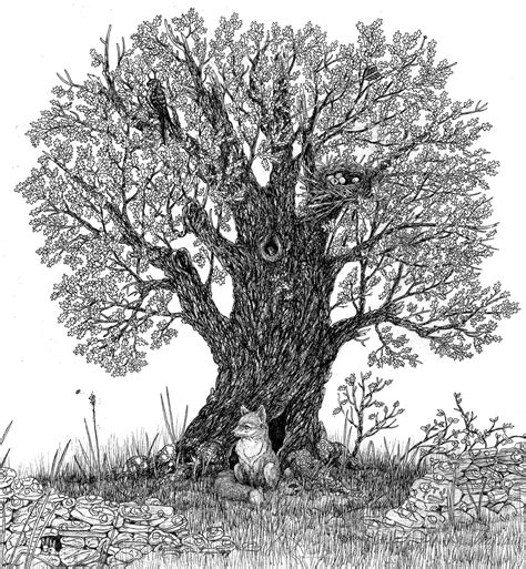 Oak Tree Line Drawing At Explore Collection Of Oak