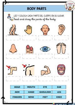Parts Of The Body Drag And Drop Language English Grade Level