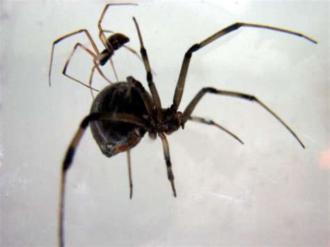 Brown Widow Male Spiders Prefer Sex With Older Females Likely To Eat