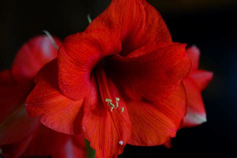 Fotos Gratis Naturaleza Flor Pétalo Florecer Rojo Color Vistoso