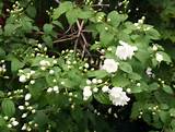 Fragrant White Flower Bush