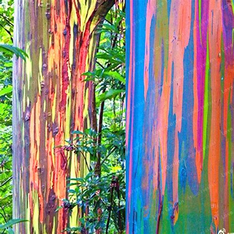 50 Pcs Rare Rainbow Eucalyptus Deglupta Bonsai Tree Bonsai Potted