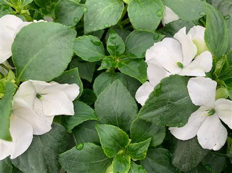 Impatiens Seed White Bloom Masters