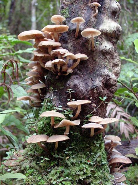 Forest Fungus Fungi Te Ara Encyclopedia Of New Zealand
