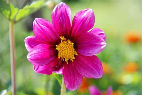 Flower Nature Spring Free Photo On Pixabay Pixabay