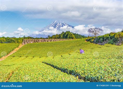 Fuji Mountain And Green Tea Plantation At Fujinomiya Shizuoka Japan