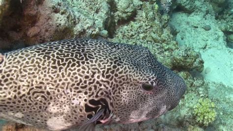Pufferfish On Coral Reef Red Sea Stock Footage Video