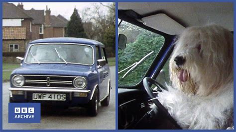 1979 Meet The Incredible Driving Sheepdog Thats Life Weird And