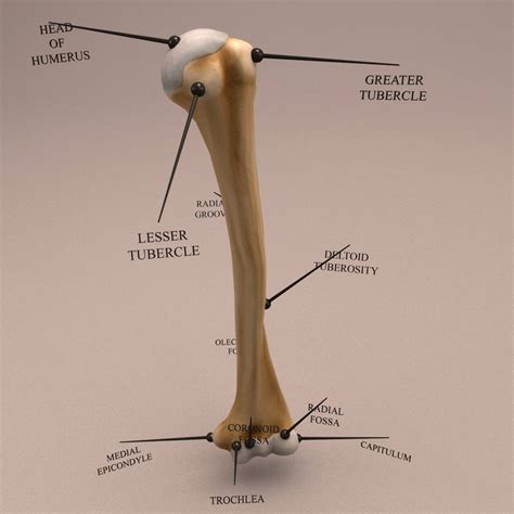 Anatomy Human Arm Bone 3d Model