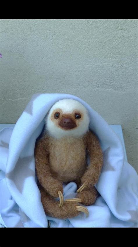 Just A Cute Baby Sloth One Just Like It Was Born At The Denver Co