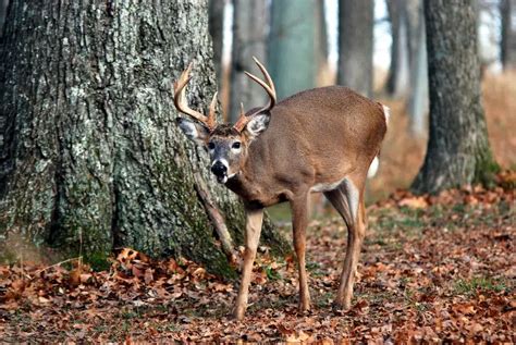 Record Number Of Deer Killed During Kentucky Gun Season Wson Am And Fm