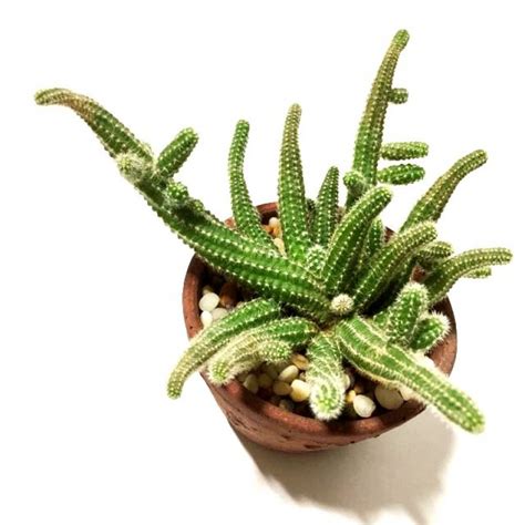 The peanut cactus flowers easily indoors if kept in the right conditions and does not require a lot of it is advisable to place your peanut cactus near a window where it can make the most of the light. Buy Peanut Cactus - Echinopsis Chamaecereus online at ...
