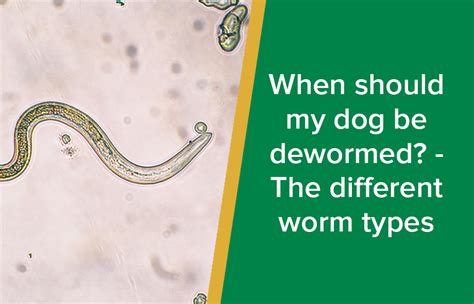 Types Of Worms In Puppies Puppy And Pets