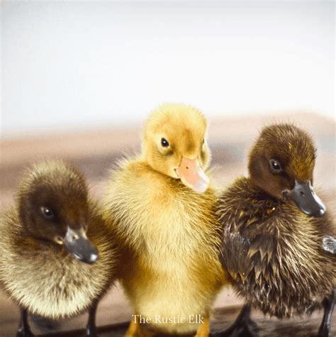 12 Things You Need To Know About Caring For Ducklings The Rustic Elk