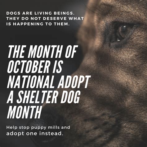 October Is National Adopt A Shelter Dog Month Athens Oracle