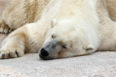 Polar Bear Sleeping At Zoo — Stock Photo © Caranto 100926168