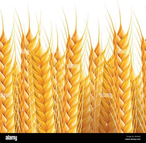 Vector Realistic Seamless Wheat Background Illustration Stock Vector