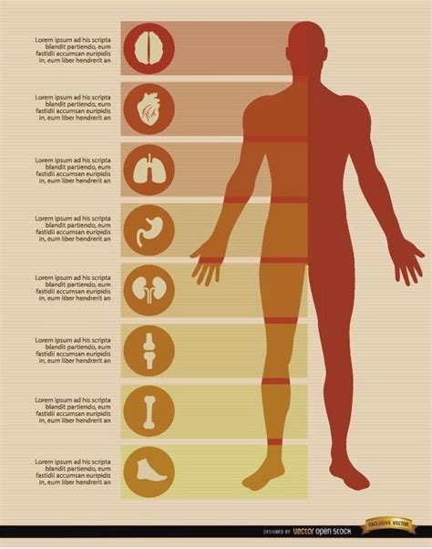male body infographics elements vector download