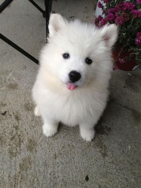 The Cutest Things On The Web Cute Animals Samoyed Puppy Puppies