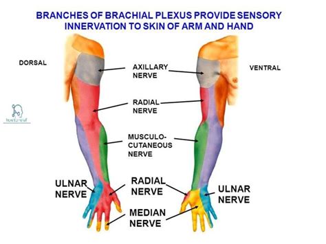 Median Nerve Course And Innervation How To Relief Median Nerve