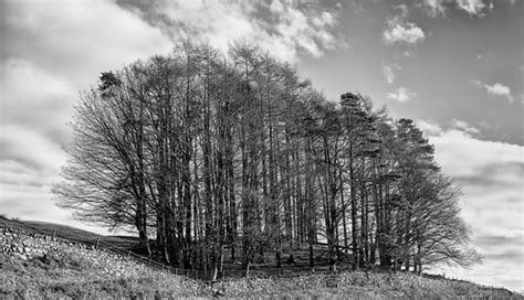 Trees In Winter Great Langdale Cumbria In December Monobod Flickr