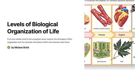 Levels Of Biological Organization Of Life