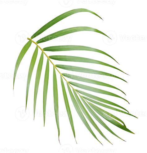 Tropical Green Palm Leaf Isolated On Transparent For Summer Background