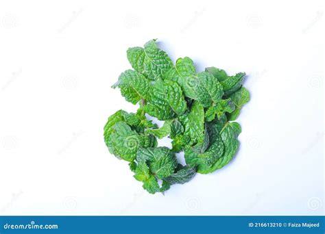 Collection Of Fresh Mint Leaves Isolated On White Background Stock