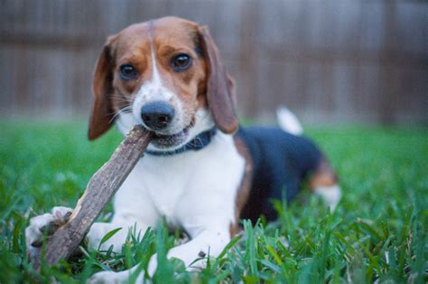 Do Beagles Make Good Indoor Pets