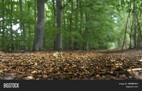 Ground Level On Forest Image And Photo Free Trial Bigstock