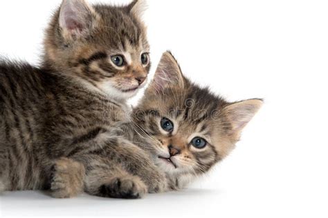 Two Cute Kittens Playing Stock Image Image Of Animal 96950783