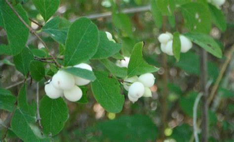 Common Snowberry Symphoricarpos Albus Native Plants Pnw