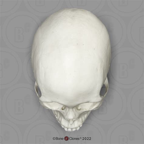 Human Female African American Skull Bone Clones Inc Osteological Reproductions