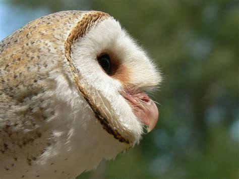 A Barn Owl In Profile Barn Owl Owl Side View Of Face