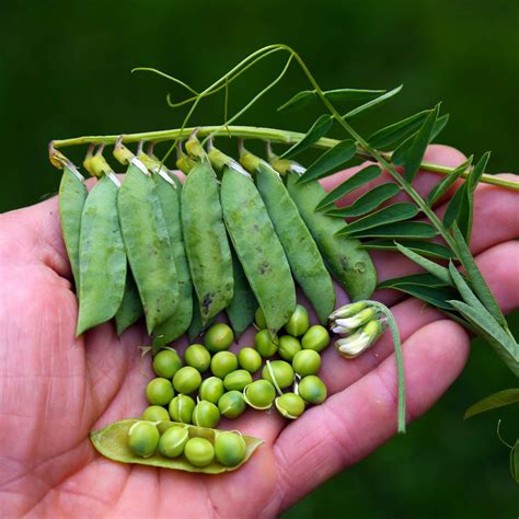 Wild Harvests Giant Vetch A Sketchy Vetch Pea Or A Tasty Edible