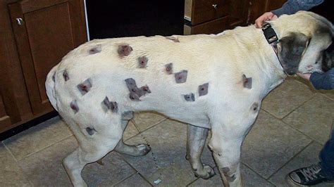 This Woman Thought Her Dog Had Been Bitten By Bugs Youtube