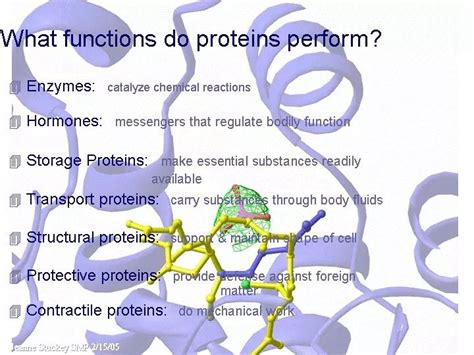 Protein Function In The Body Dontenschultz