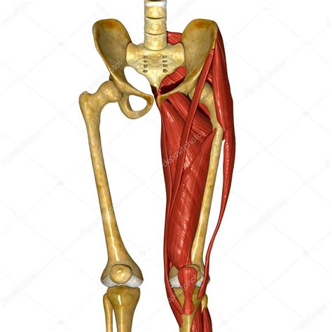 Images Thigh Muscles Picture Thigh Muscle — Stock Photo