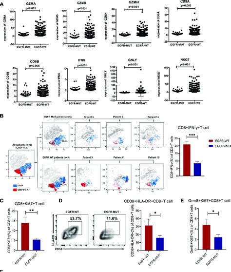 Cd8 T Cells In Egfr Mutated Tumors Had Impaired Cytotoxic Function