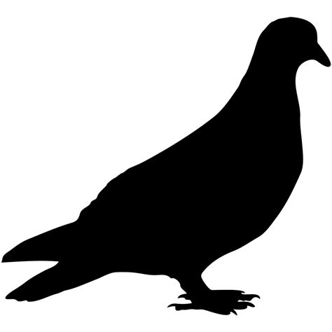Gambar Pigeon Png Columbidae Png Mart