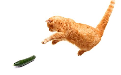 Why Are Cats Afraid Of Cucumbers Wonderopolis