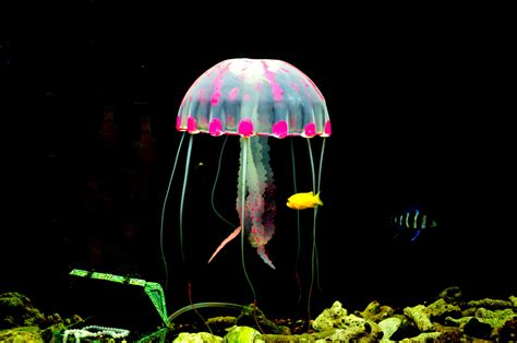 Brilliant Colors And Fun Facts About Jellyfish Photos