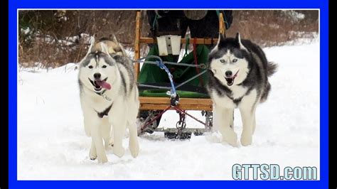 Are Huskies Used As Sled Dogs The 18 New Answer