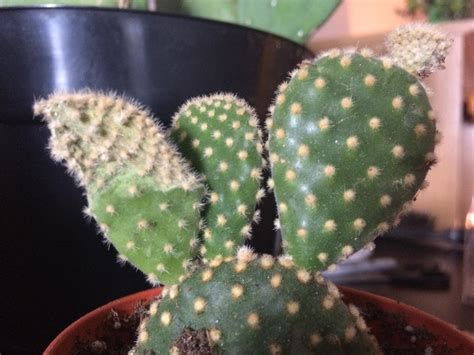 Fill a pot with a mixture of a gritty planting substance, like. Ask a Question forum: Cactus Pads Shriveling - Garden.org