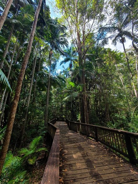 Glorious Rainforest Boardwalk In The Middle Of Sunshine Coast Suburbia